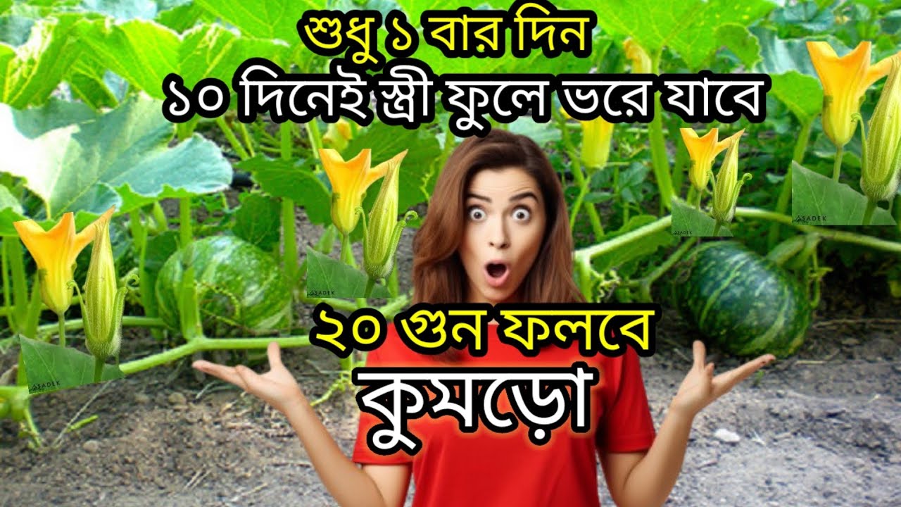 ১ বার দিন, স্ত্রী ফুলে ভরে যাবে কুমড়ো গাছ। ফলন হবে ২০ গুন।Pumpkin Plant #pumpkin #gardening #plants 