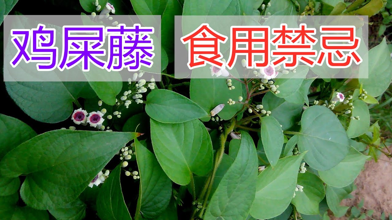 鸡屎藤的功效和作用？鸡屎藤的食用禁忌？