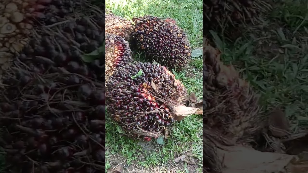 sawit, kita manen dulu walaupun bua sedikit😇
