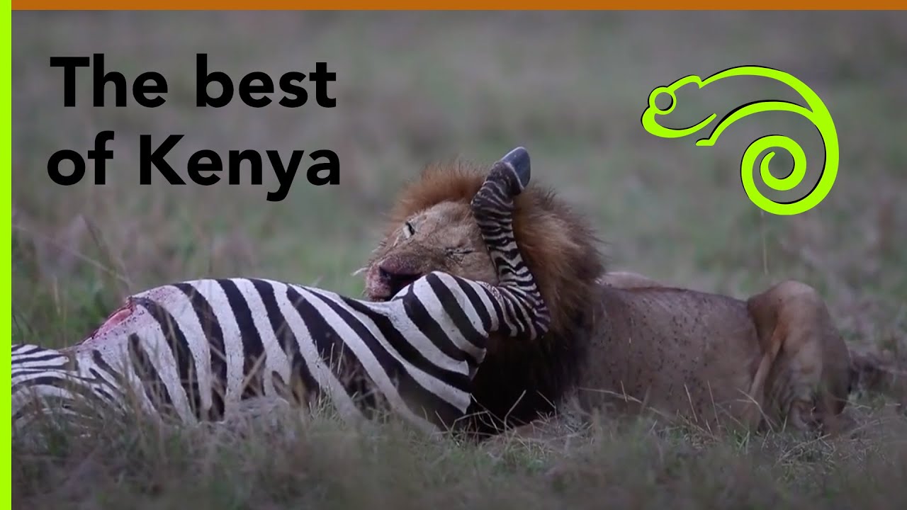 The Best Of Kenya