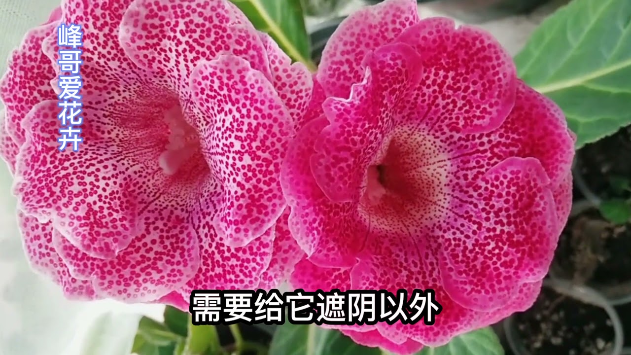 大岩桐容易烂根、花苞打不开、不会扦插？这里有全面的养护方法！