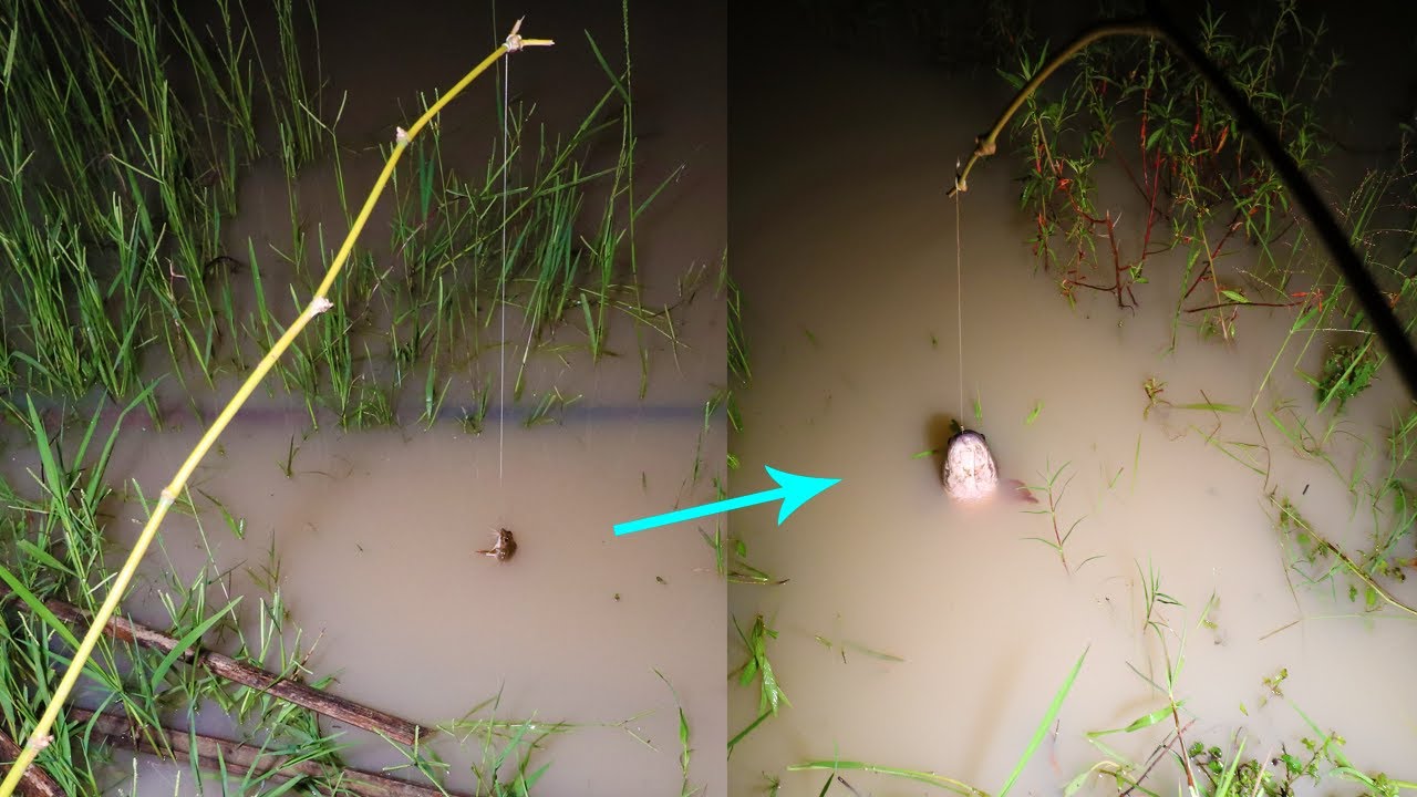 Amazing Small Frog Fishing Catch Snakehead Fish At Canal During Flood Season - LadinFishing