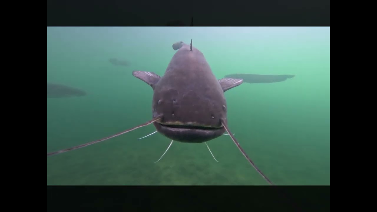 Nurkowanie w Nowym Dunaju Tauchen in der Neue Donau