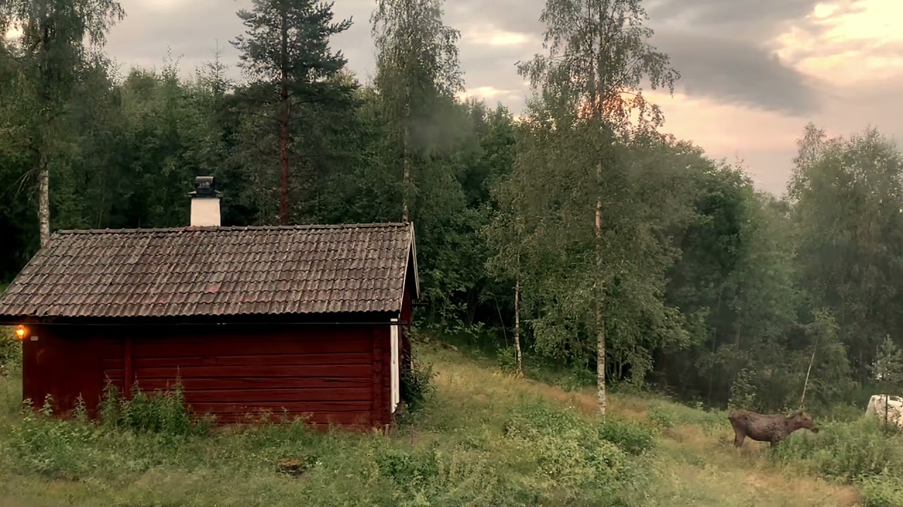 10 minutes of a moose/älg life (got caught by my camera) in Sälen- Sweden  #moose #sverige #sweden