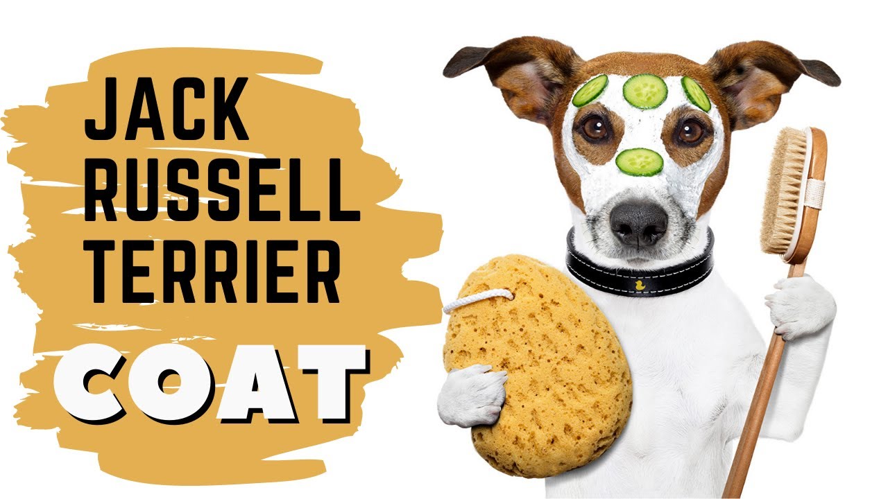 Jack Russell Terrier Coat Types - Care, Color Options, Pros, Cons & Details