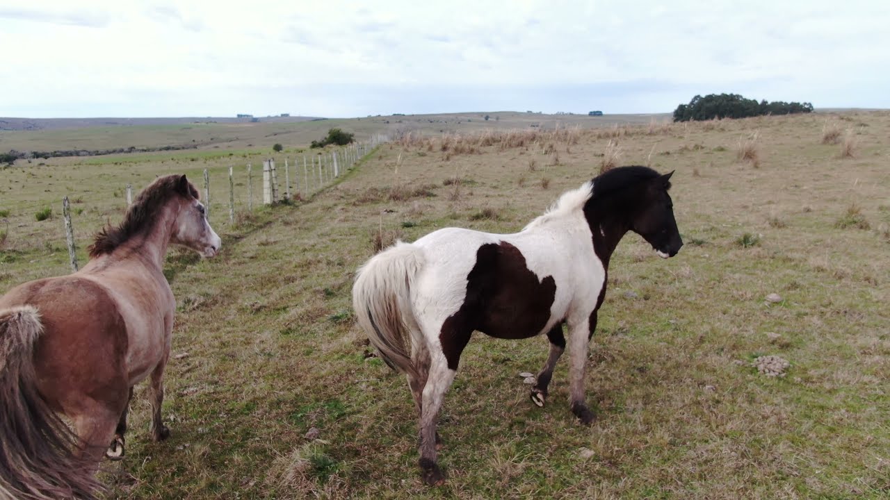 Drone arreando ovejas caballos.  Mavic 2 zoom AVERIAS TREINTA Y TRES  URUGUAY.