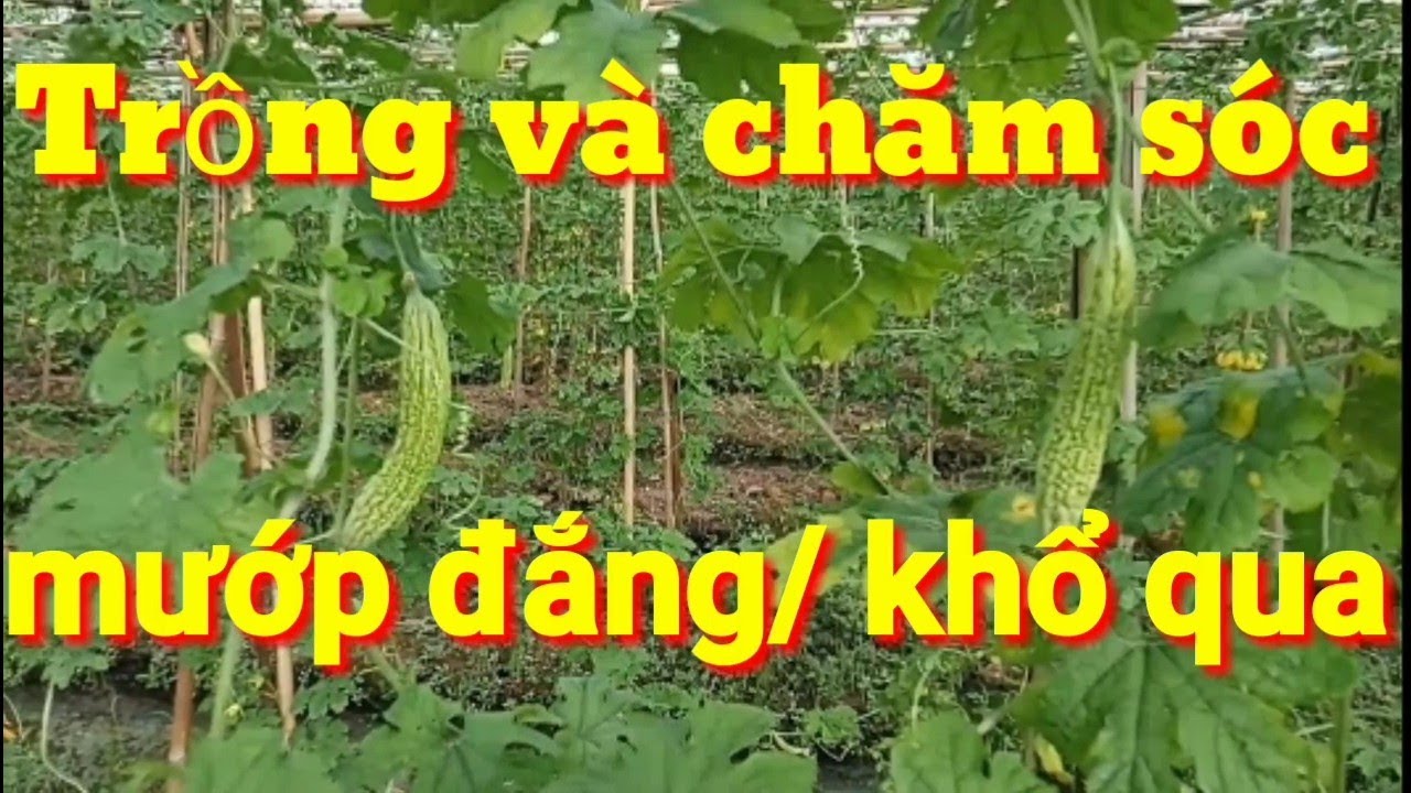 Cây mướp đắng, cách trồng và chăm sóc cây mướp đắng-khổ qua, trồng mướp đắng mùa nào sai nhất