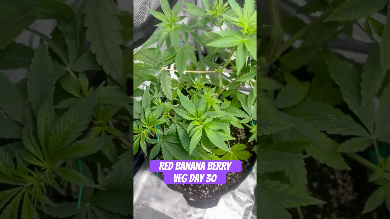 Red Banana Berry Strain VEG Day 30  #420 #seedtoharvest #crazybud
