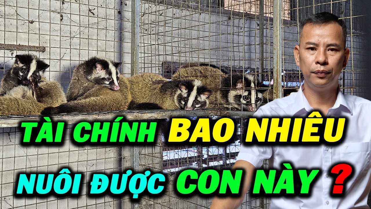 Cần Tài Chính Bao Nhiêu Để Chăn Nuôi Được Con Chồn Mốc ? Chi Phí và Lợi Nhuận Nuôi Chồn 2025