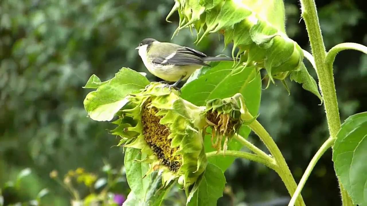 M&eacute;sanges sur le tournesol