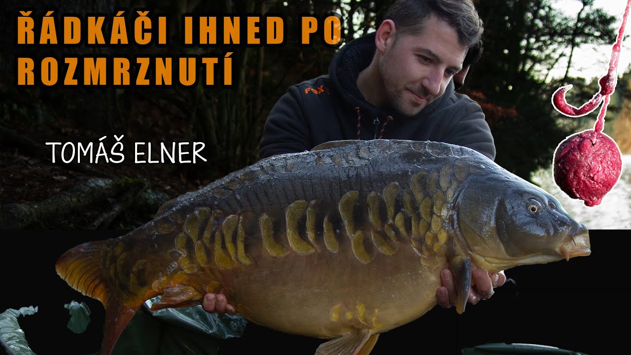 ŘÁDKÁČI IHNED PO ROZMRZNUTÍ - Tomáš CARPSTEIN Elner