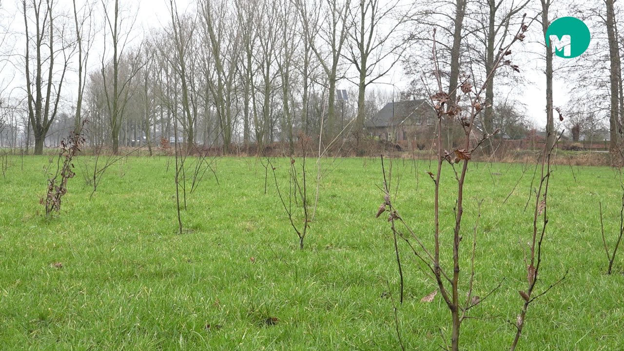 Nieuw bos moet de natuur met elkaar gaan verbinden