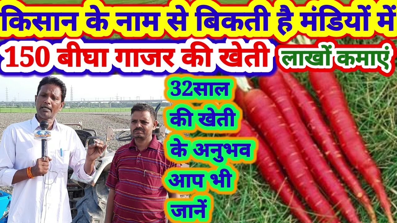 Carrot farming:150 बीघा गाजर की खेती किसान के नाम से मंडियों में बिकती है गाजर जानें मुनाफा