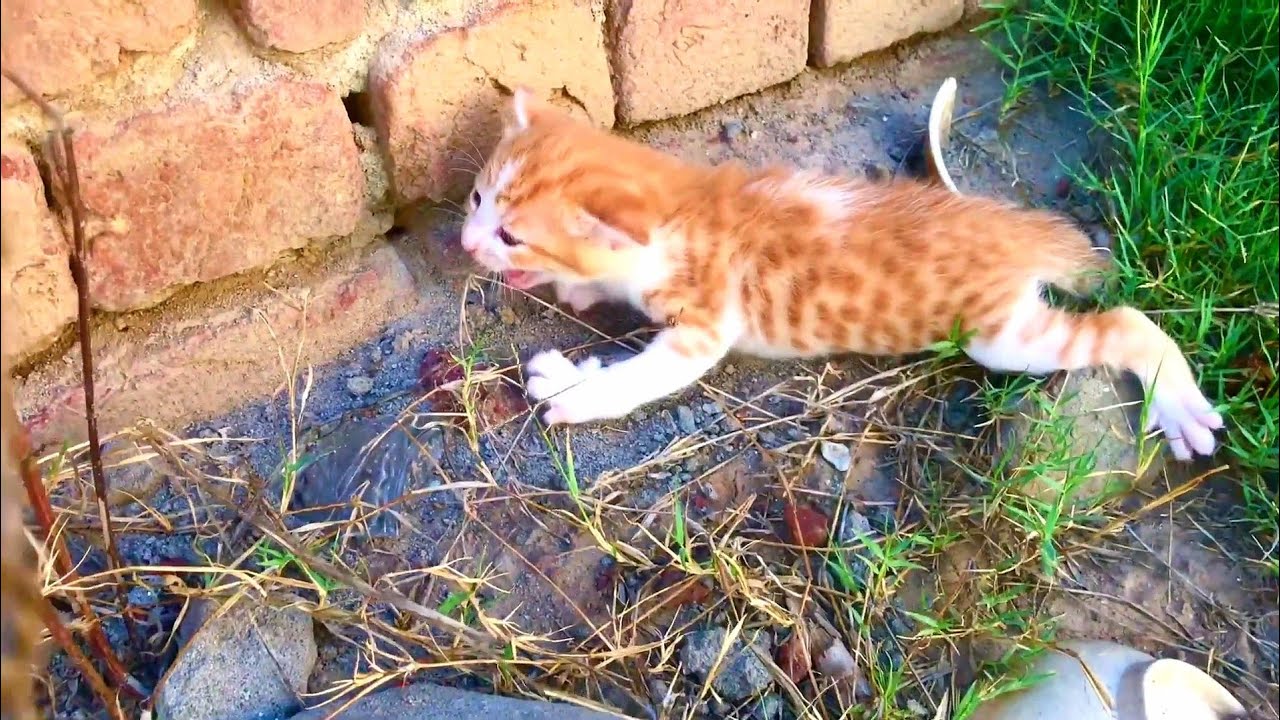 Helping The Tired Kittens Find A Home!
