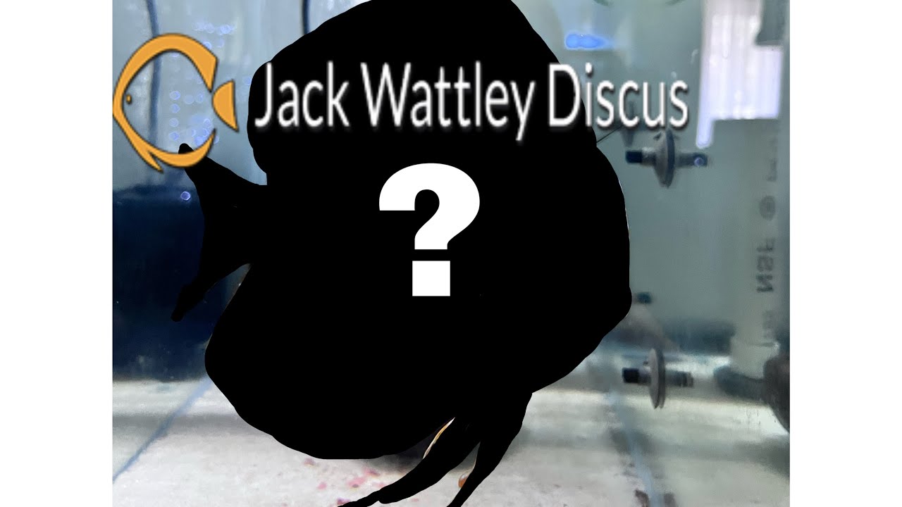 Paquete de JACK WATTLEY DISCUS, Vale la pena?