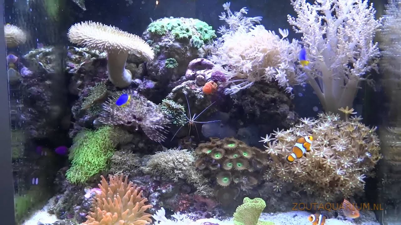 Zeeaquarium met zoutwatervissen en ongewervelde zeedieren