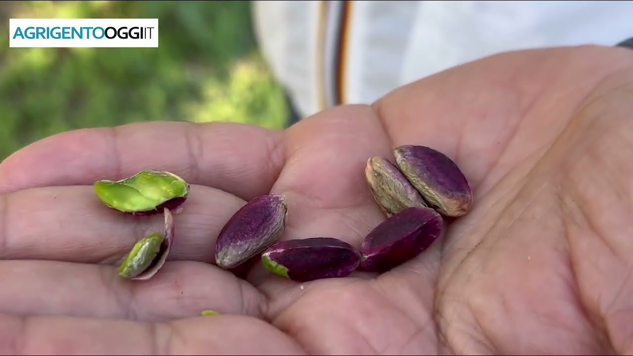 Pistacchio DOP di Raffadali. Diffidare dalle imitazioni
