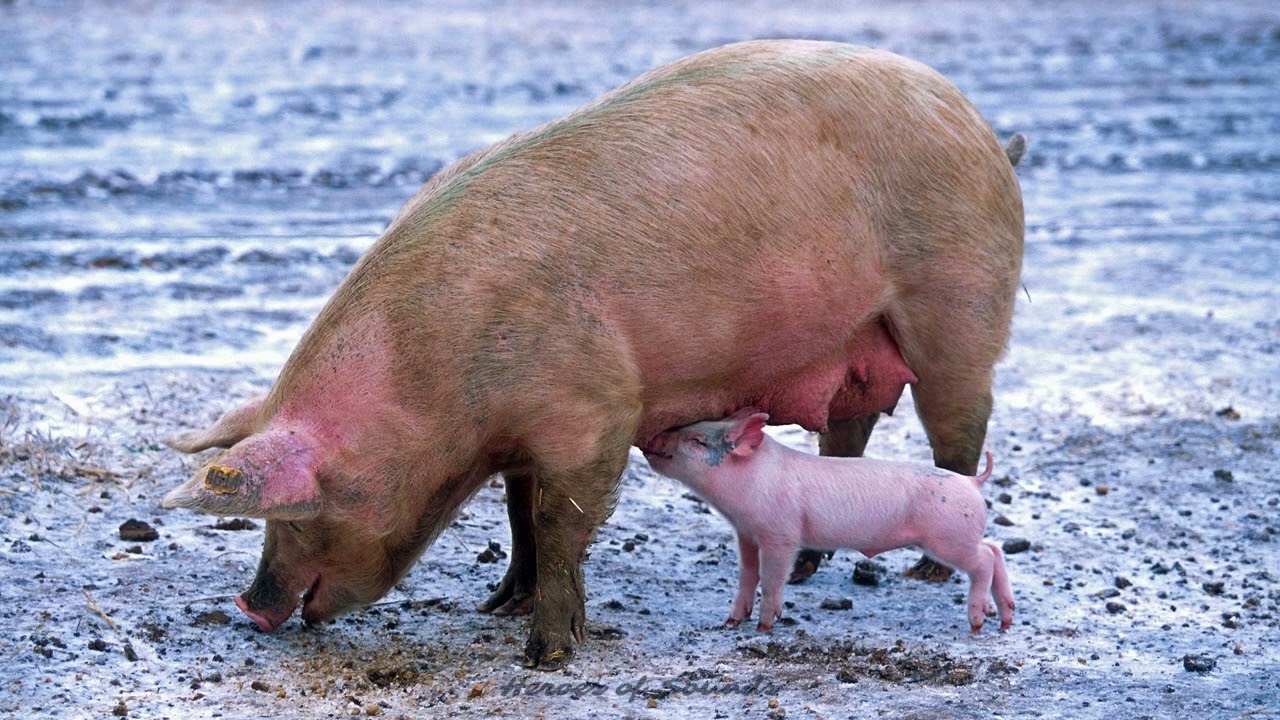 Cri du cochon - le grouinement