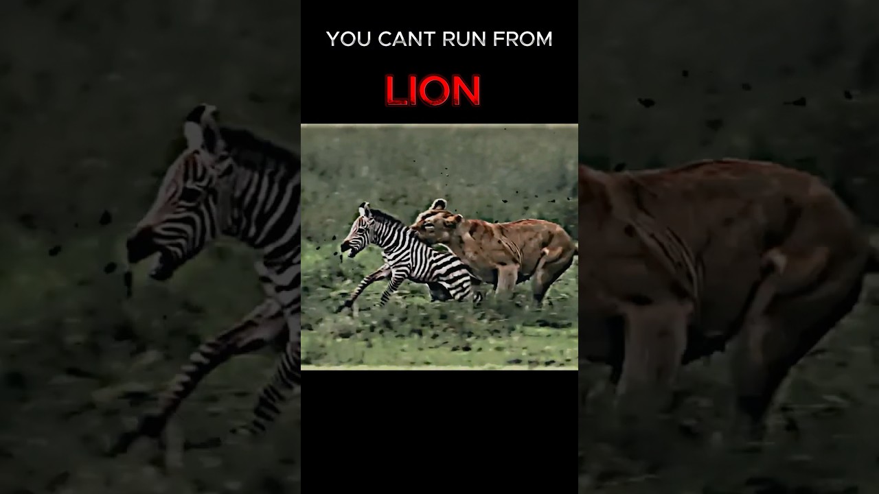 This is why you cant run from a lion  #animals #lions #shorts