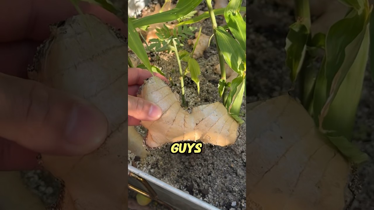 Harvesting ginger that mom propagated! #garden #ginger