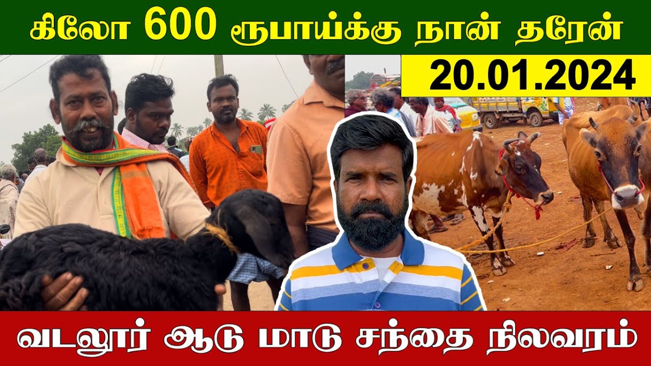 20.01.2024 | கிலோ 600 ரூபாய்க்கு நான் தரேன் | வடலூர் ஆடு மாடு சந்தை நிலவரம் | TAMIL | KEERTHI VLOG