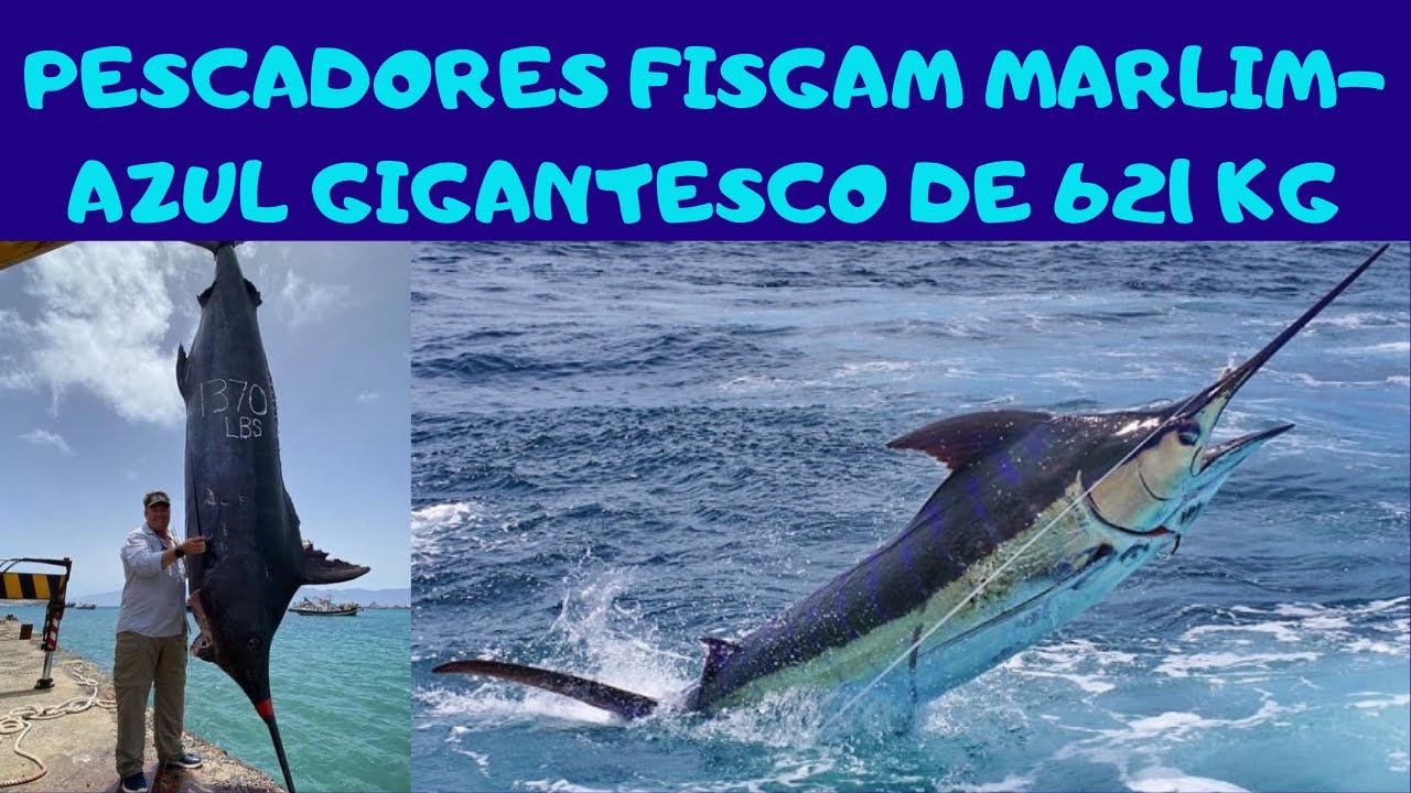 Pescadores fisgam MARLIM AZUL gigantesco de 621 KG