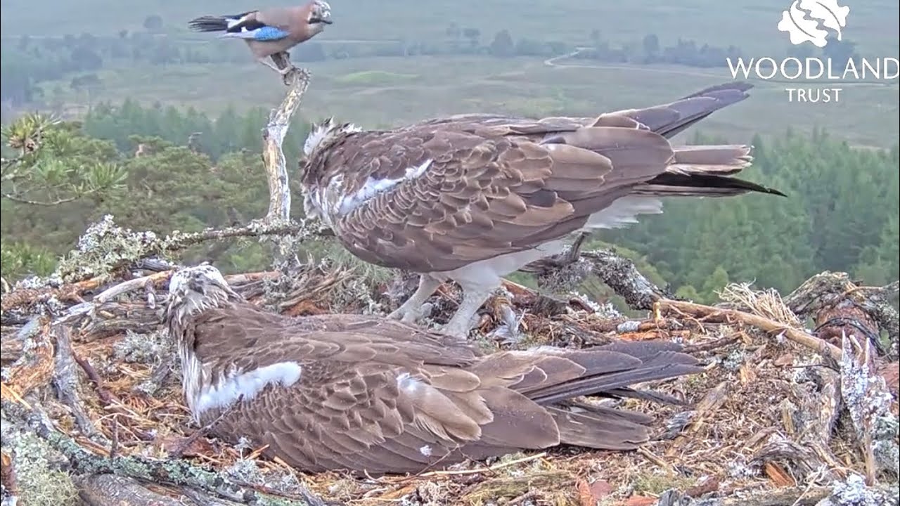 Interesting phenomenon: Jay imitates a Tawny Owl and buzzes the Loch Arkaig Osprey pair 23 May 2025