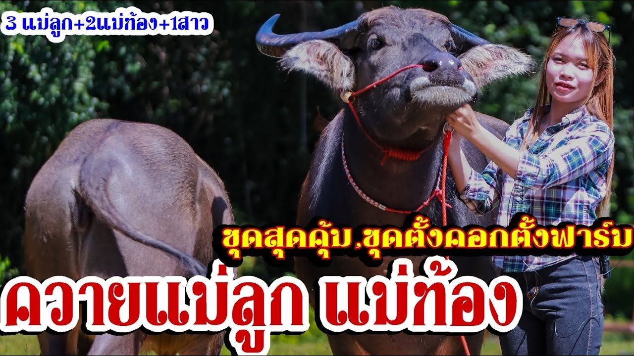 ควายแม่ลูกแม่ท้อง2ได้3คุ้มสุดๆน้องเหมย061-5173181บ.แก่นพยอม อ.เมือง จ.ขอนแก่น