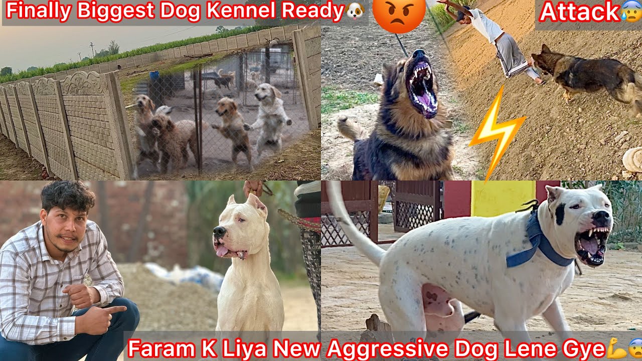 Finally Apne New Dog Farm Ka Kam Complete Hogya🐶Fast Mistre🔥Guarding K Liya Aggressive Dogs Lene Gye