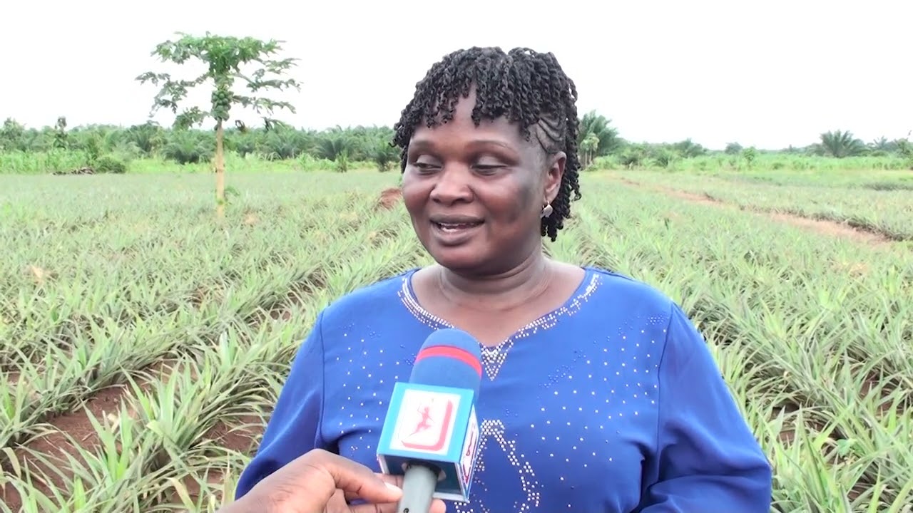 L'ANANAS  AU BÉNIN, UNE FILIÈRE PORTEUSE
