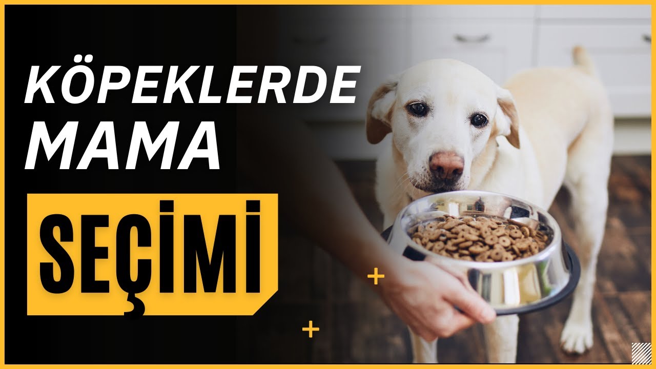 Köpekler Nasıl Beslenir?  | Mama Seçimi | Doğru Mama | Yavru Köpek | Yetişkin Köpek