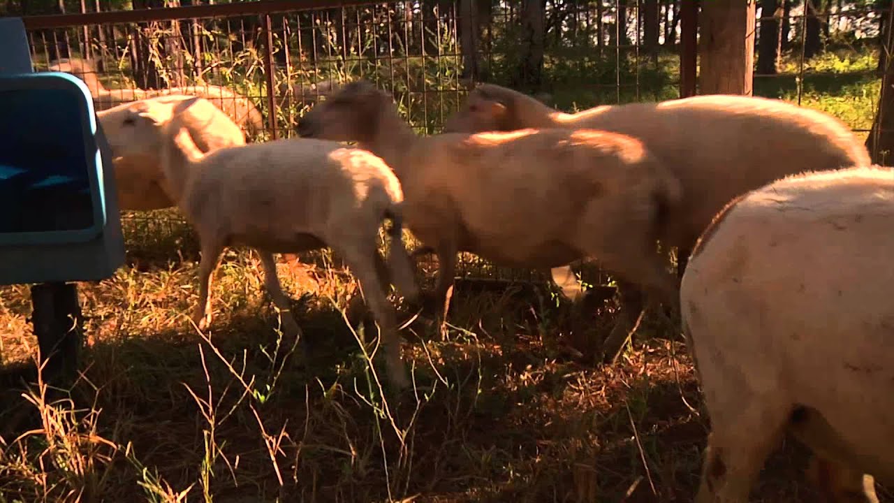 Exploring the Small Farms of Florida's Red Hills