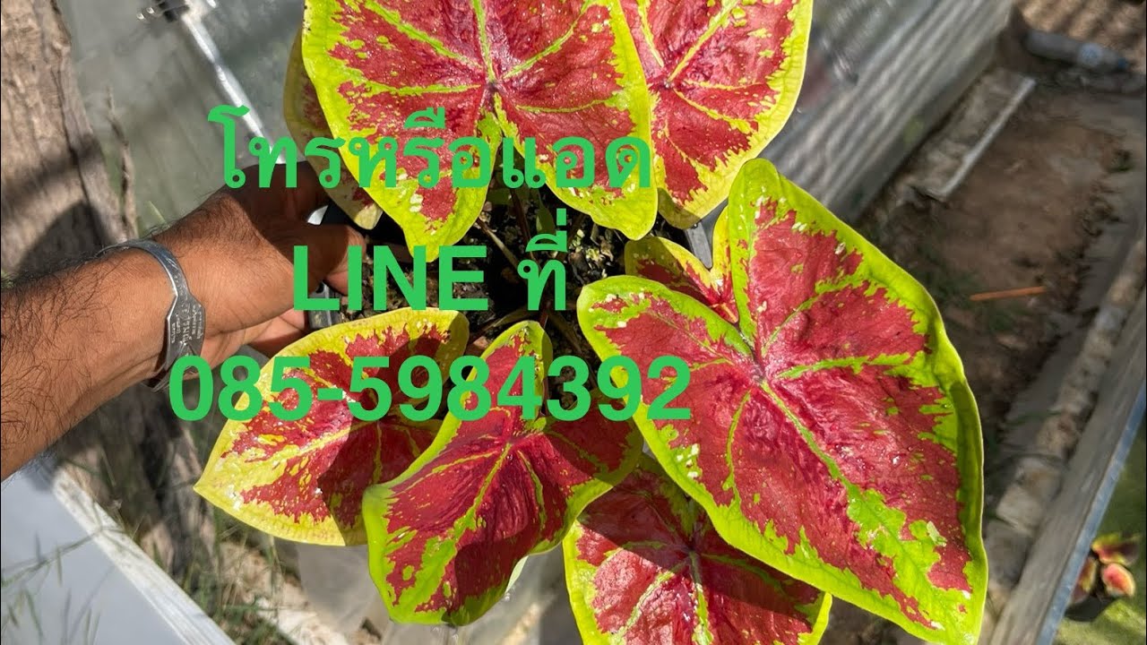￼29-1-26แบ่งปันบอนสีสวยๆ ครับสนใจโทรหรือแอด LINE ที่ 085-5984392