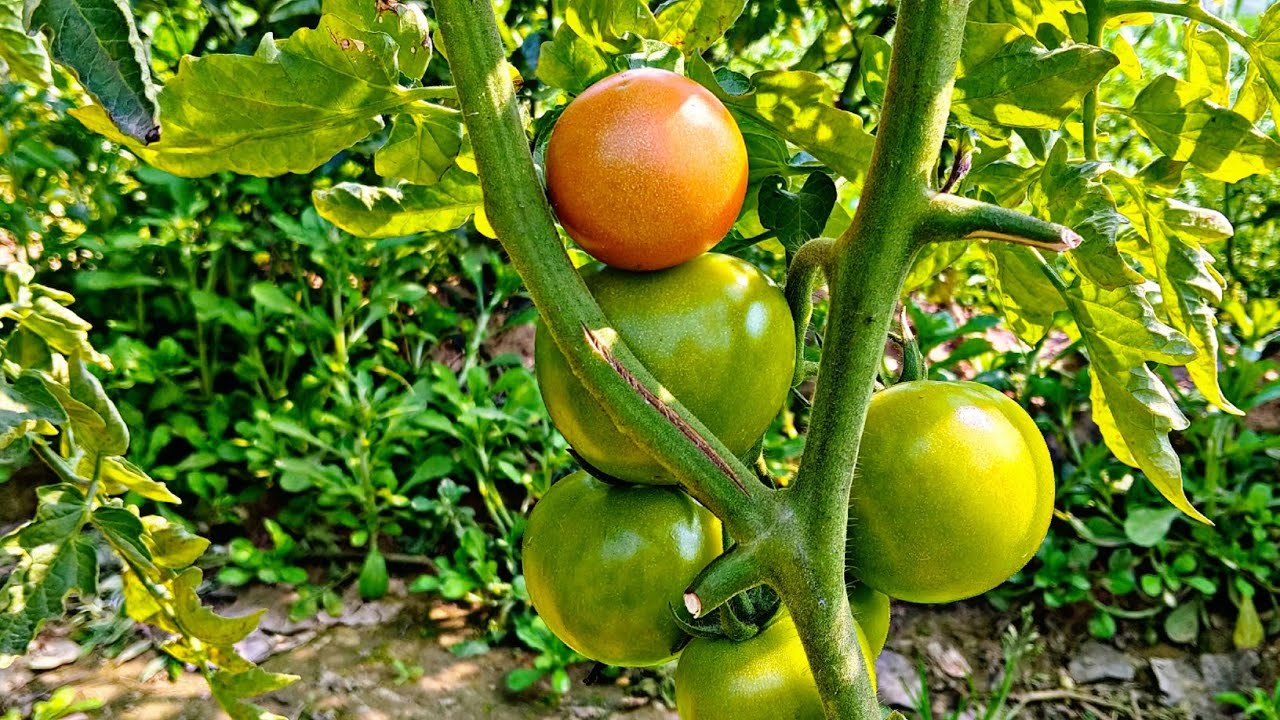Green se Red tak ka Safar 🍅 | Fresh Organic Tomato Farming – Nature ka Perfect Timing!