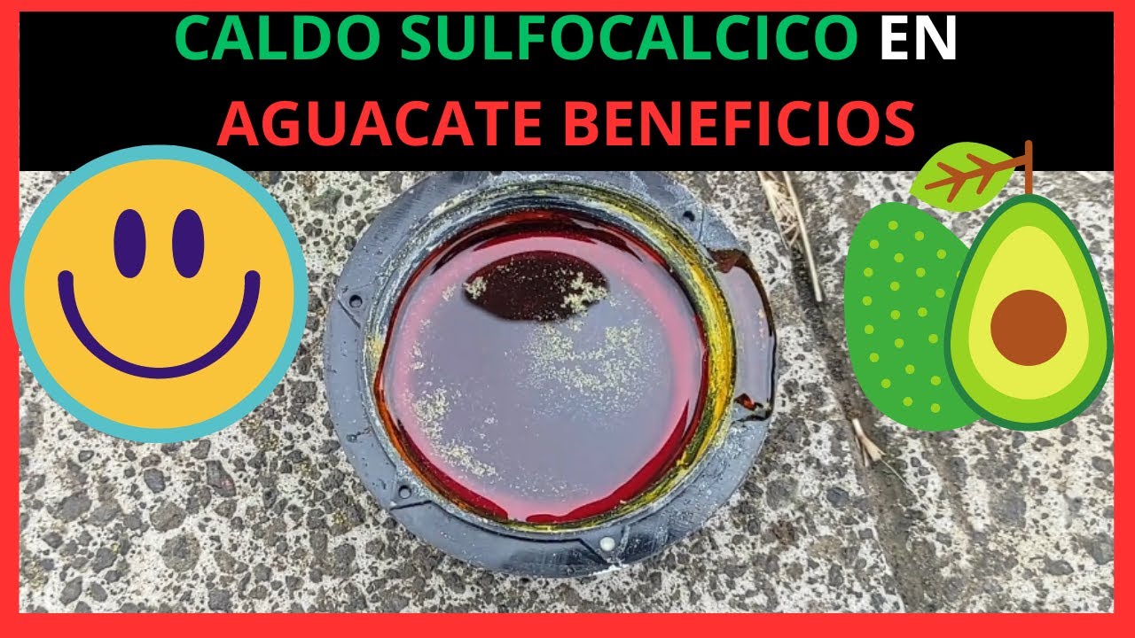 APLICANDO CALDO SULFOCALCICO o POLISULFURO de CALCIO en plantas de AGUACATE usos y beneficios 🥑