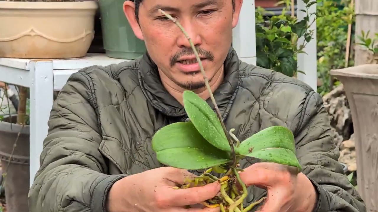Tập tành trồng lan