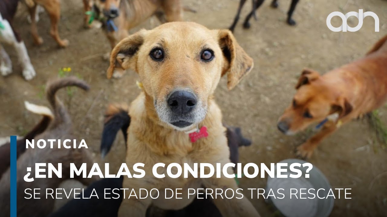 Denuncian condiciones de perros rescatados