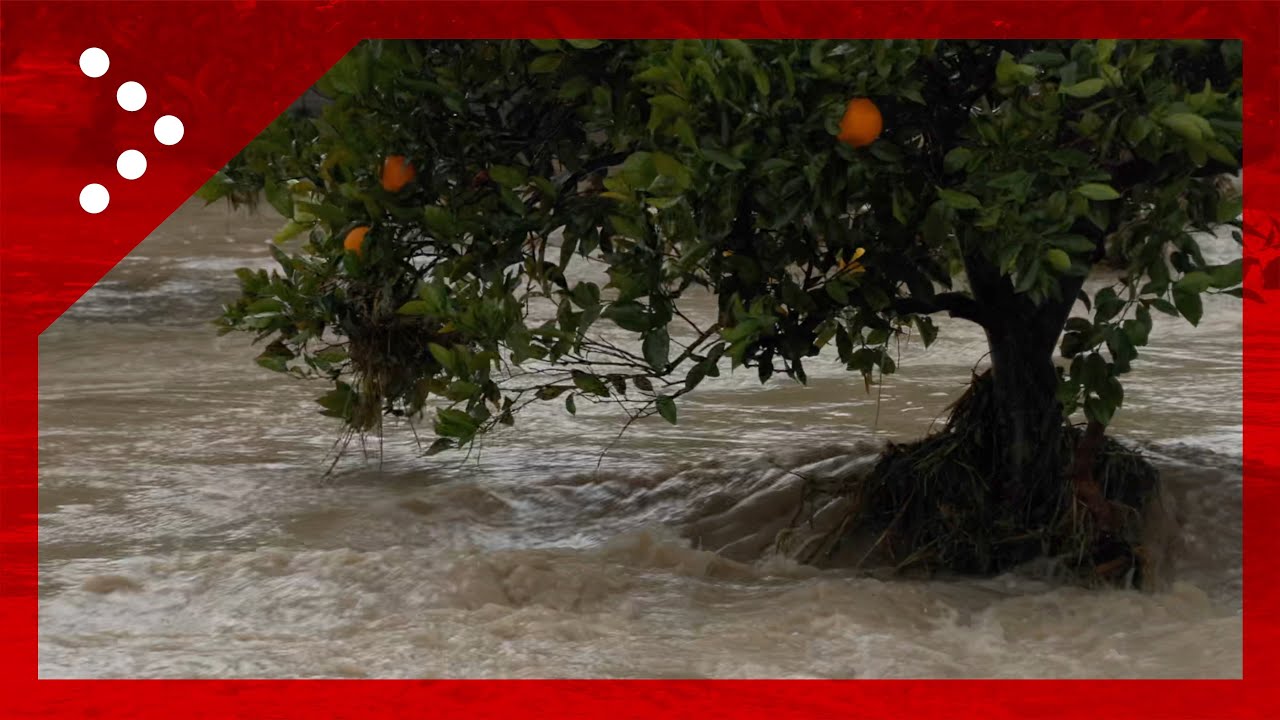 Sferzata di maltempo in Sicilia, a Siracusa sommerso un aranceto