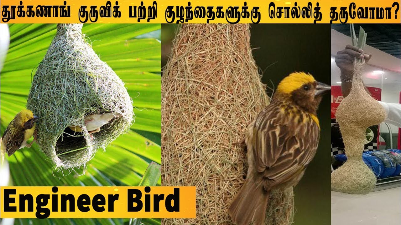 தூக்கணாங் குருவி கூடு பற்றி நாம் தெரிந்துகொள்ள வேண்டிய 10 அதிசயங்கள் Baya weaver Bird Thuknagkuruvi
