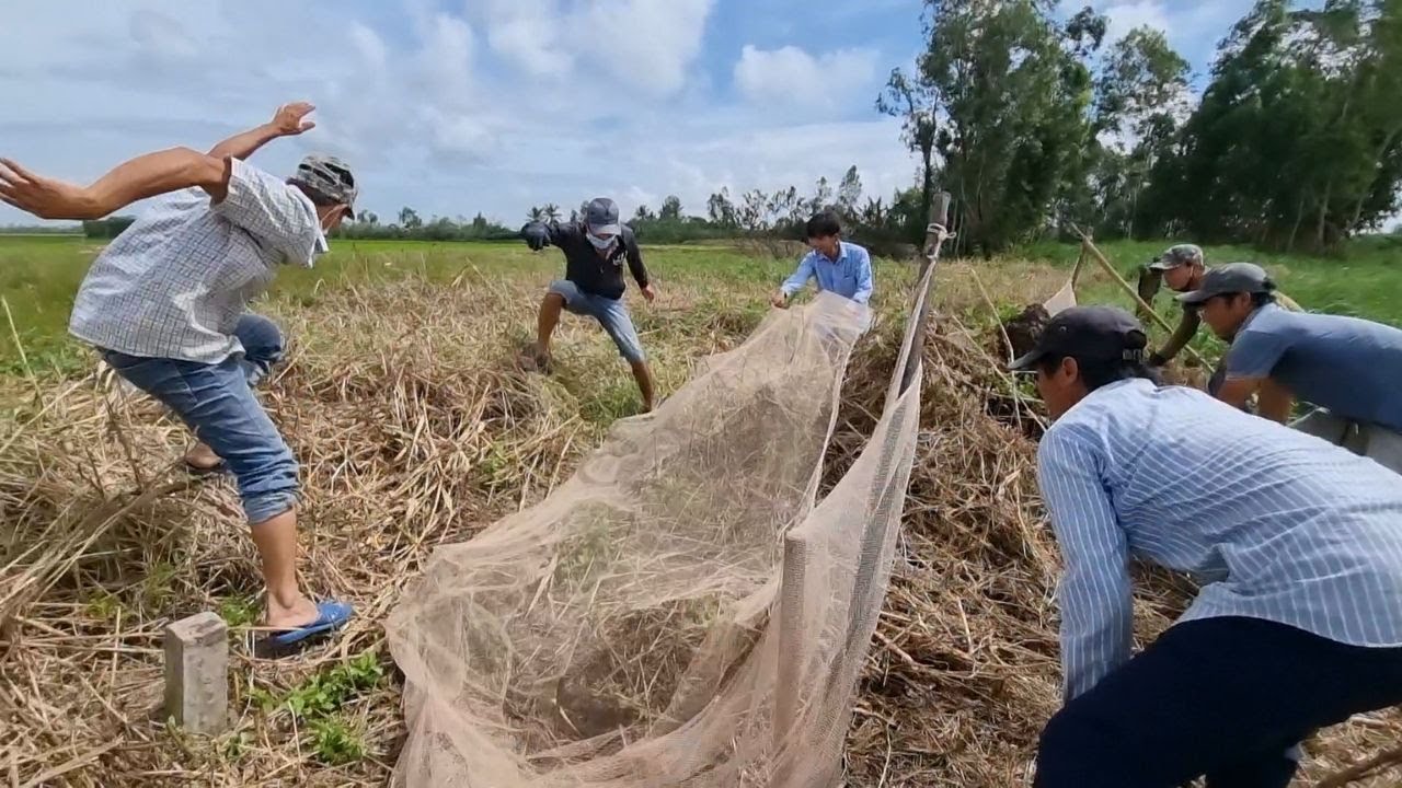 Tập 111 : Cả Đại Đội Đi Dỡ Chà Chuột Mà Bắt Toàn Là Rắn & Nướng Mọi Tại Chỗ | Mười Thương Săn Bắt