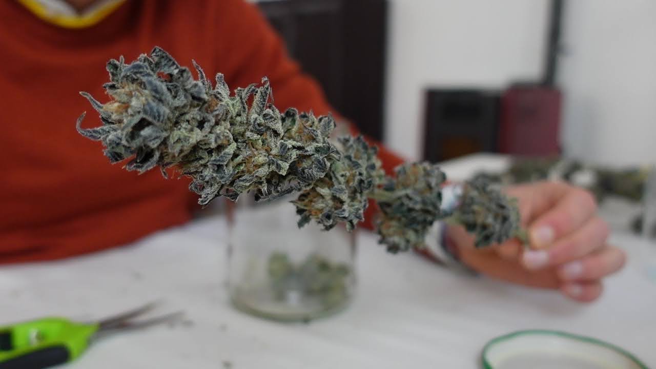 RELAXING Harvest, Trim, Dry and Cure Homegrown Marijuana Buds // ASMR