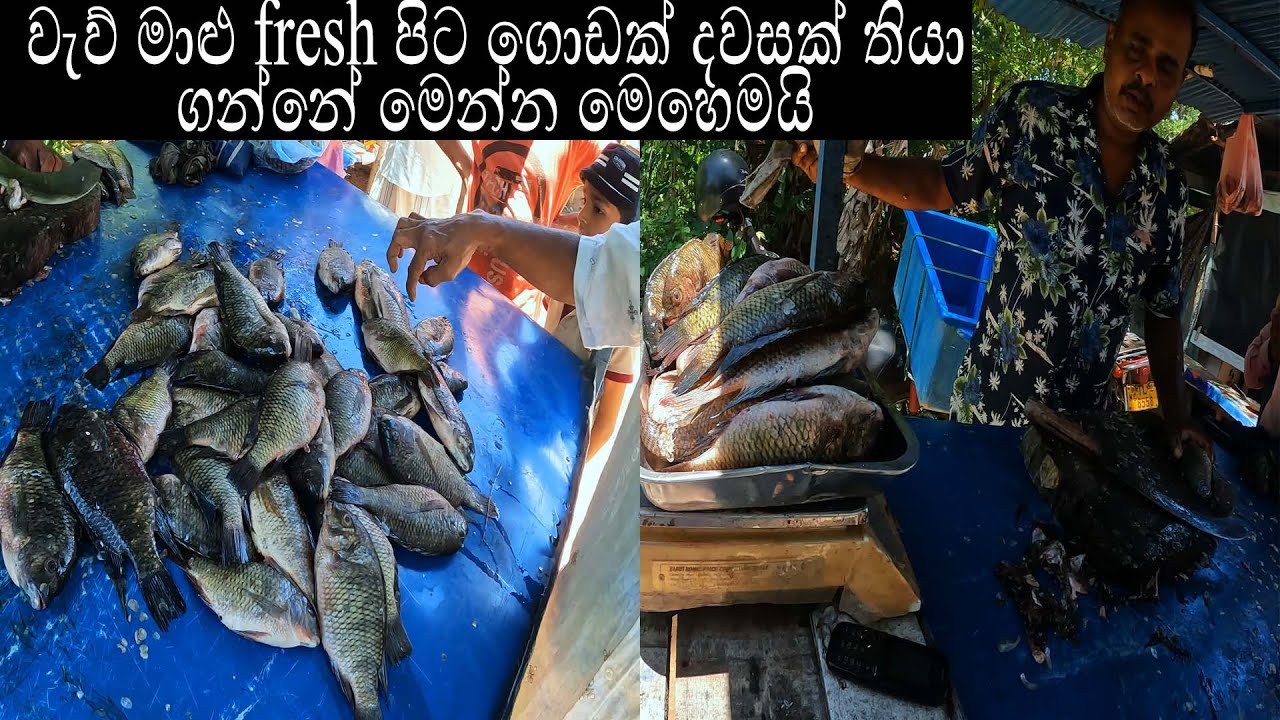 Fastest Clever Fish Cutting In Sri Lanka a Village Man #fishcutting #fishing