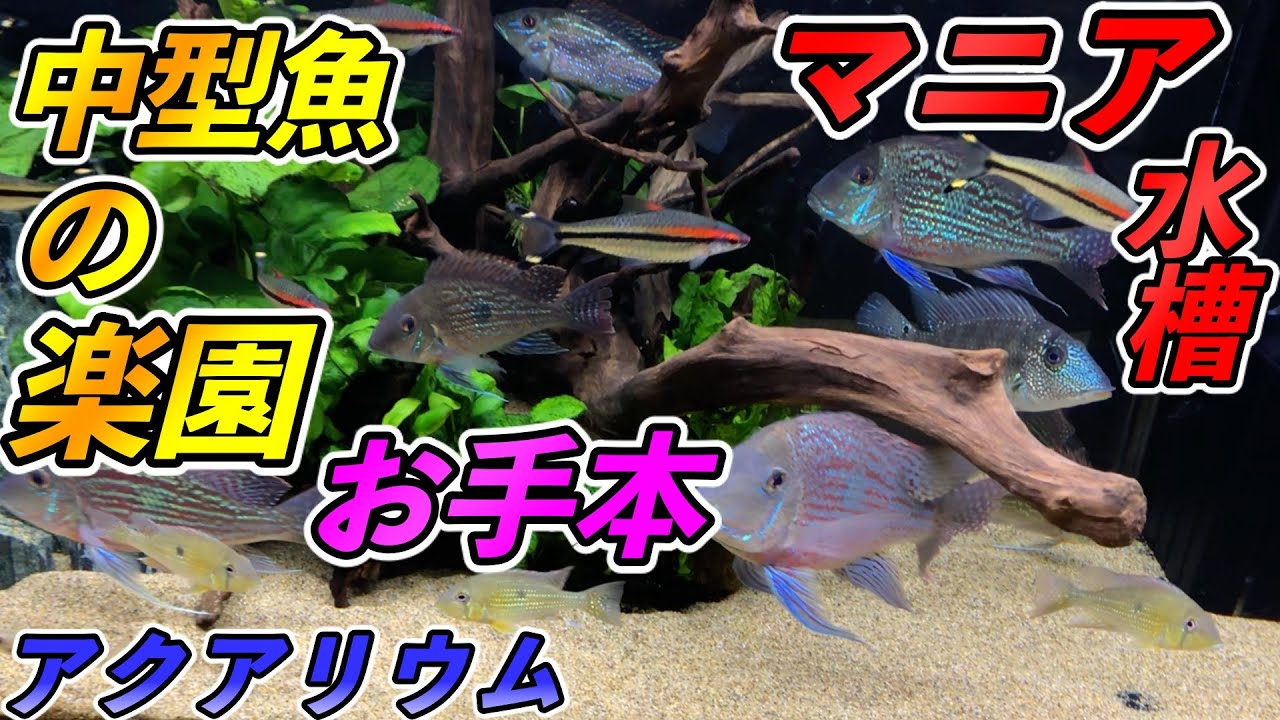 ✨癒し✨見た方が良い！！「一流のマニアが飼育する中型魚」お宅訪問編『ゲオファーガス　スベニ』『レトロクルス・ラピデフィール』など！観察！『アクアリウム』