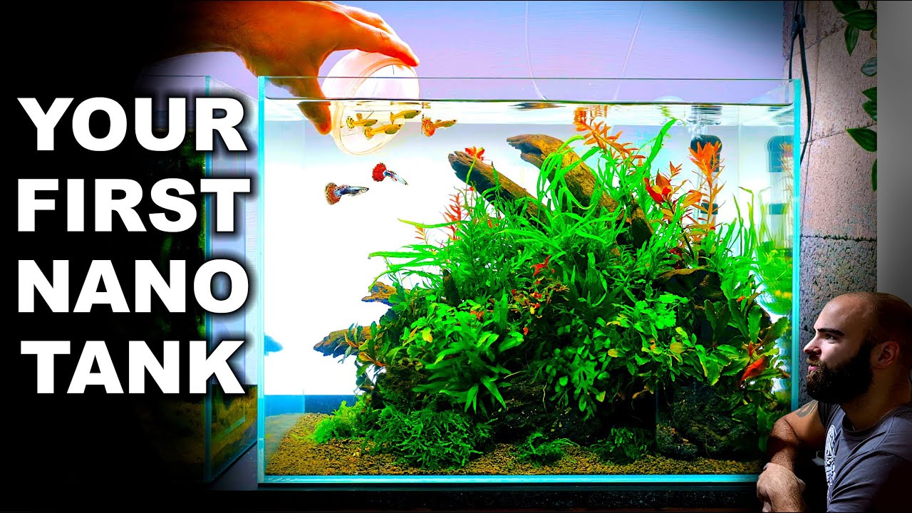 How To Make An Easy Yet Beautiful Nano Aquarium