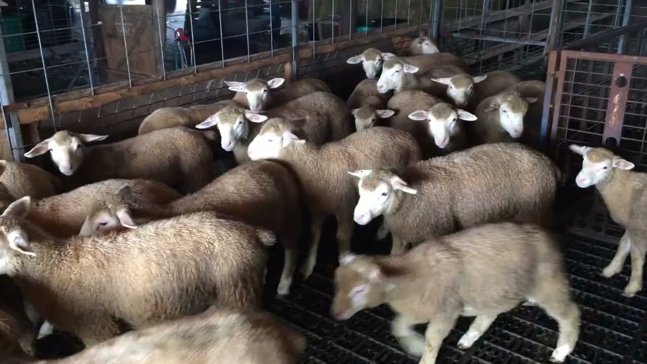 Got the Ile-De-France lambs weaned and off pasture.