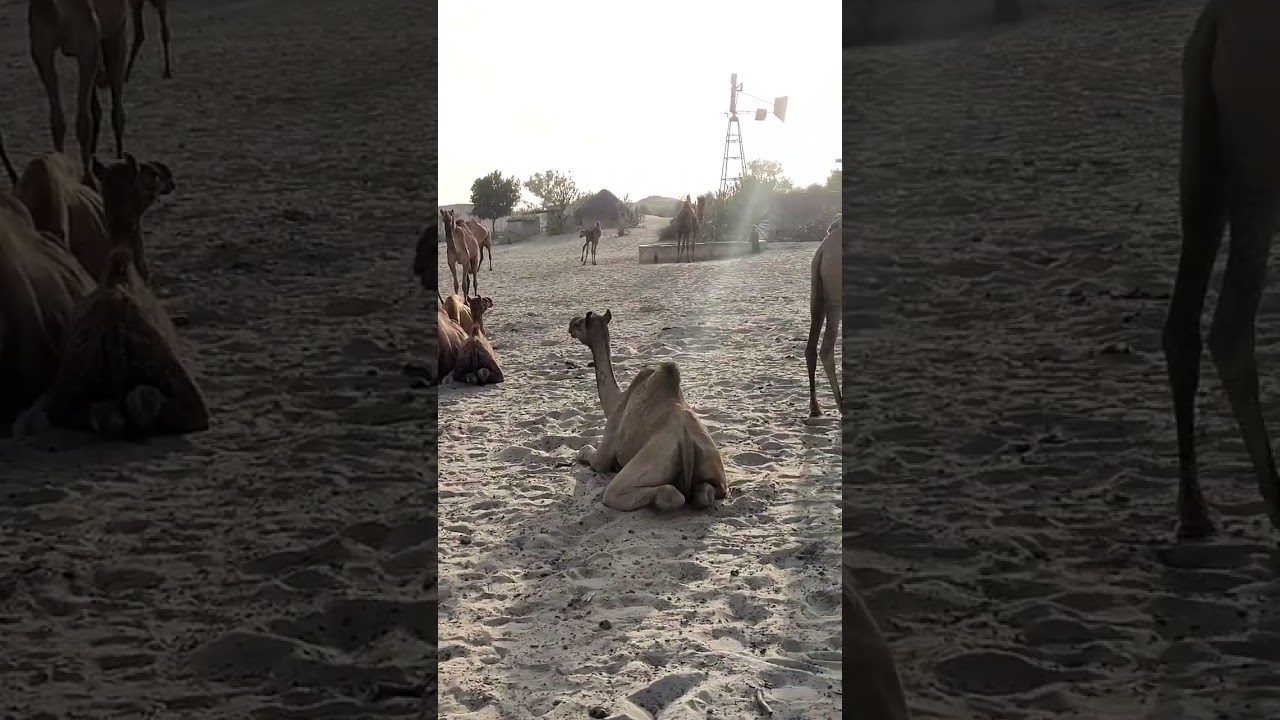 Most popular camel|white Desert #trending #viral #shorts