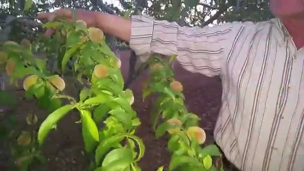 Şeftali Çeşitleri, Şeftalinin Cinsleri, Şeftalide Türler