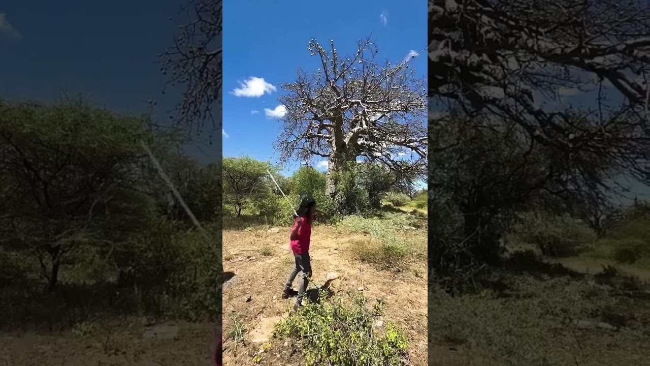 The incredible moment Hadza hunters spotted a wild cougar perched high up on a massive.