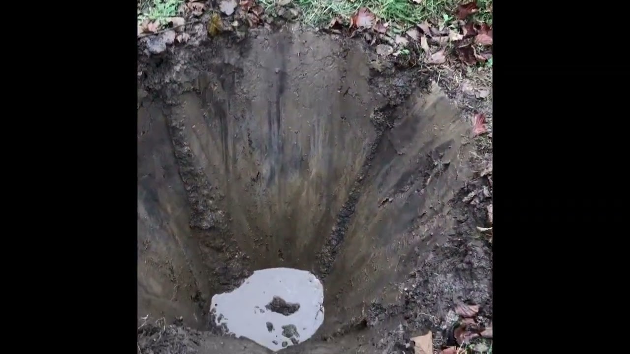 Transplanting Hazelnut trees on Whistlenok Farm🌳