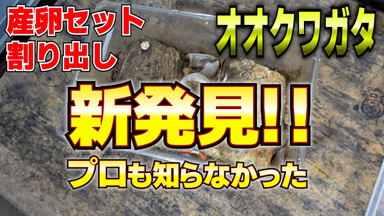 オオクワの割り出し方法(初心者から上級者までためになる)